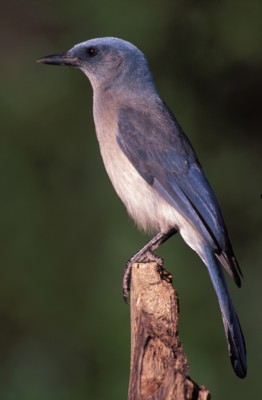 Jays poster