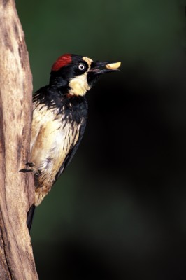 Woodpecker wood print