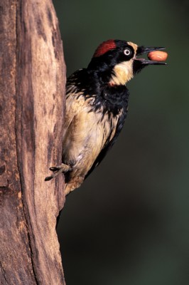 Woodpecker pillow
