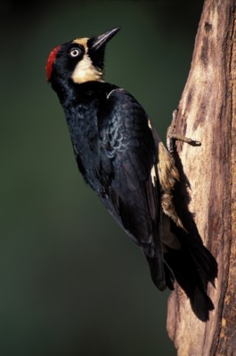 Woodpecker pillow
