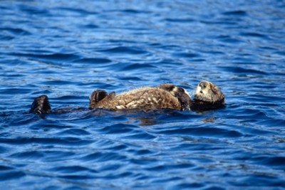 Otter pillow