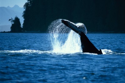 whale Poster PH7311792
