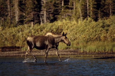 Moose & Elk Mouse Pad PH7312319