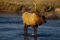 Moose & Elk mug #PH7312355