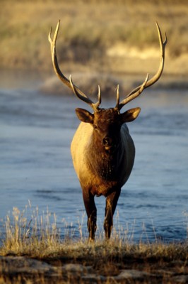 Moose & Elk Poster PH7312400