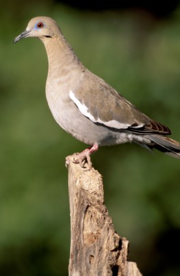 Doves & Pigeons wooden framed poster