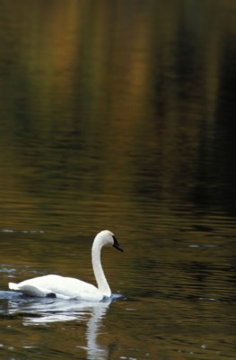 Swan tote bag