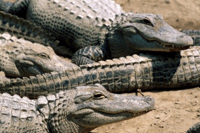 Alligator & Crocodile Poster PH7313915