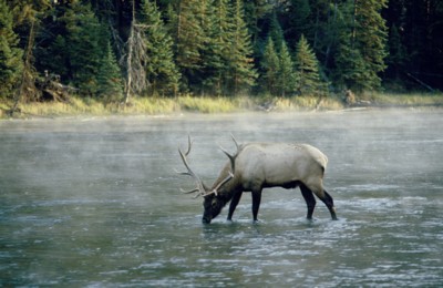 Moose & Elk Poster PH7314336