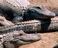 Alligator & Crocodile mug #PH7315188