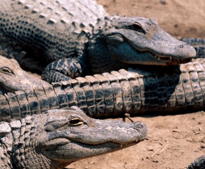 Alligator & Crocodile Poster PH7315188