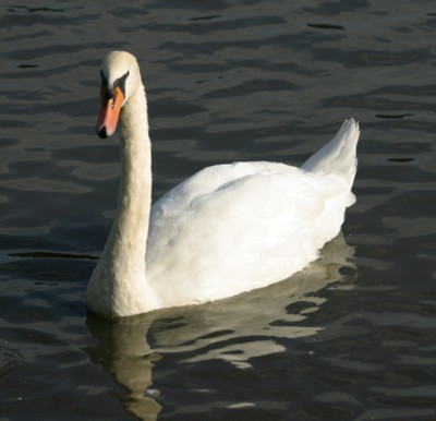 swan poster with hanger