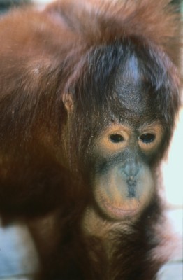 Orangutan Stickers PH7368077