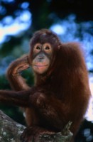 Orangutan Longsleeve T-shirt #250063