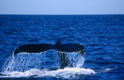 Whale Poster PH7368203
