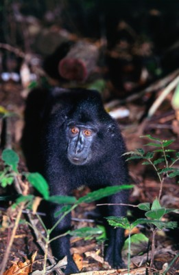 Chimpanzee poster
