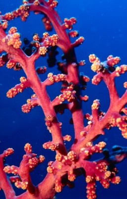 Reef & Coral tote bag