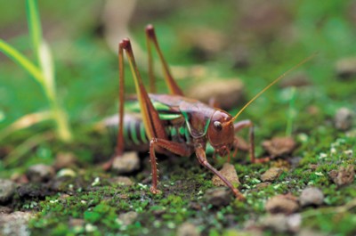 Grasshopper & Cricket poster