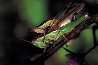 Grasshopper & Cricket Mouse Pad PH7381373