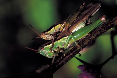 Grasshopper & Cricket canvas poster