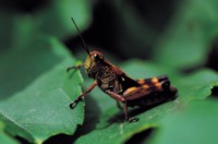 Grasshopper & Cricket Mouse Pad PH7381547