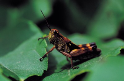 Grasshopper & Cricket wood print