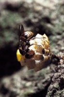 Bee & Wasp hoodie #250157