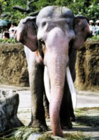 Elephant Tank Top #251090
