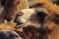 Camel & Llama mug #PH7442784