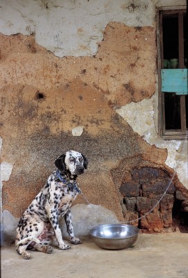 Dog & Puppy Poster PH7443276