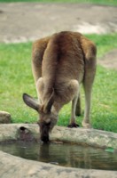 Kangaroo mug #PH7446026
