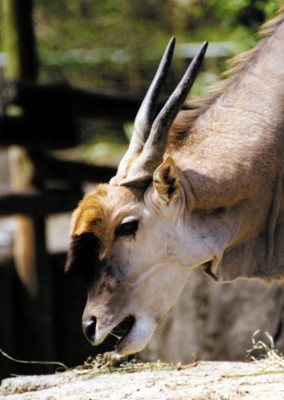 Antelope & Gazelle wooden framed poster