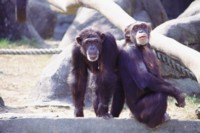 Chimpanzee tote bag #PH7446994
