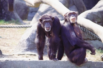 Chimpanzee mouse pad