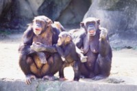 Chimpanzee tote bag #PH7447055