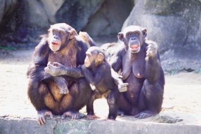 Chimpanzee hoodie