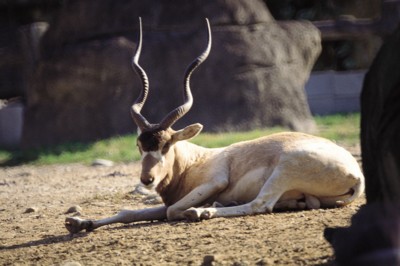 Antelope & Gazelle metal framed poster