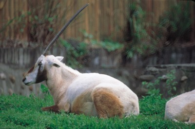 Antelope & Gazelle poster