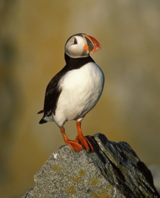 Puffins poster with hanger