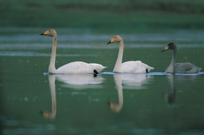 swan wood print