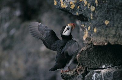 Puffins Poster PH7454662