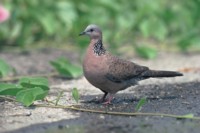 Doves & Pigeons mug #PH7457307