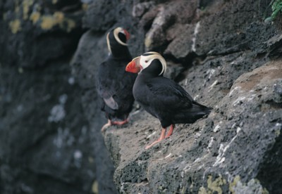 Puffins poster