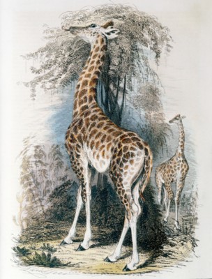 Giraffe Poster PH7467396