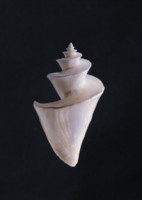 Seashell mug #PH7481909