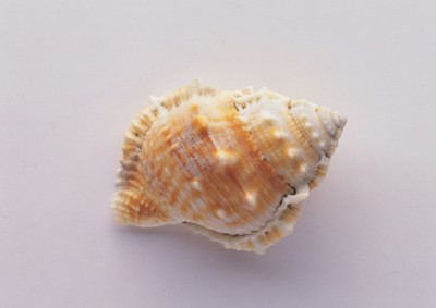 Seashell pillow