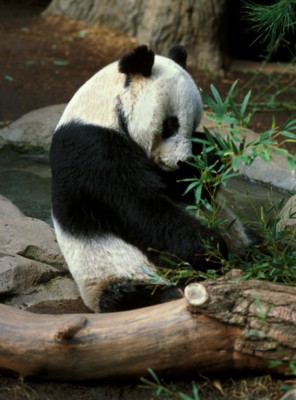 Panda wooden framed poster