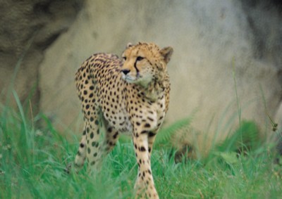 Leopard & Jaguar Stickers PH7491820