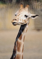 Giraffe Longsleeve T-shirt #252696