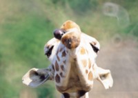 Giraffe Tank Top #252703
